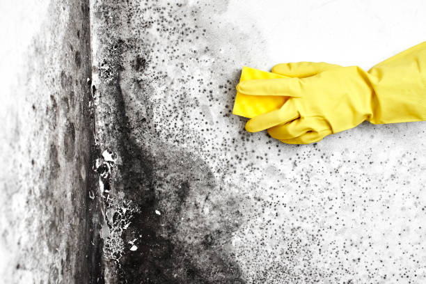 Best Attic Mold Removal  in Cleveland, AL